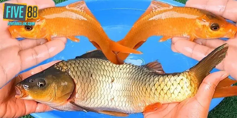 Nằm mơ thấy cá chép đánh đề con gì trong từng tình huống?