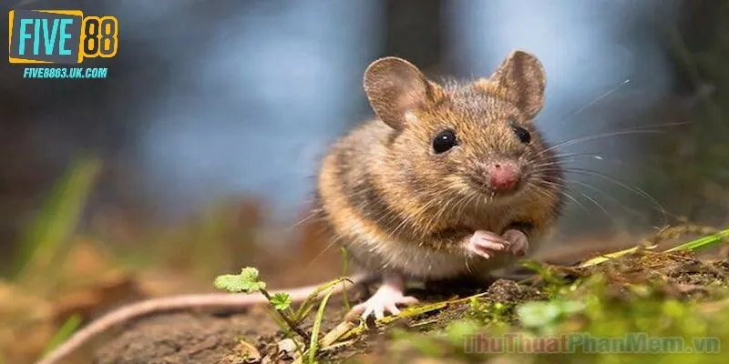 Nằm mơ thấy chuột là điềm báo cùng gợi ý con số đổi vận từ chuyên gia