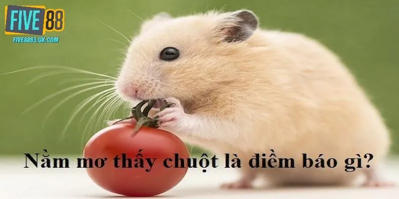 Tâm linh một số giấc mộng thấy chuột khác lạ mà bạn nên biết