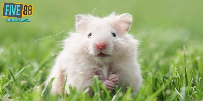 Nằm mơ thấy chuột giải mã những y nghĩa cho giấc mộng