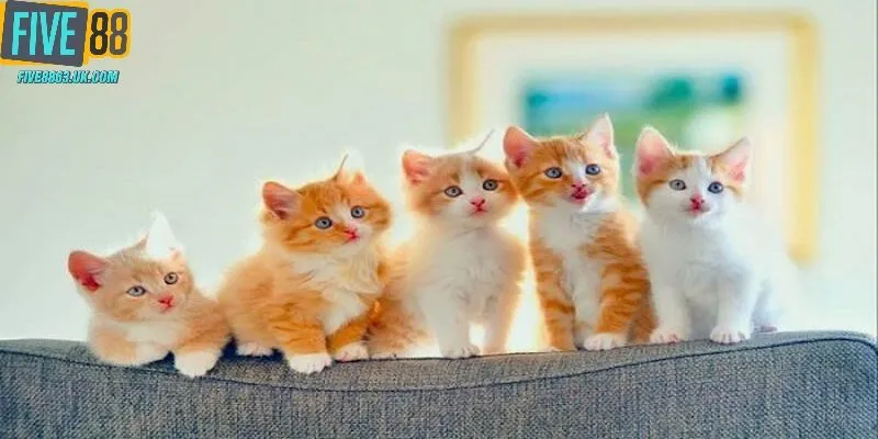 Giải mã khi bạn mơ thấy mèo con và con lô may mắn