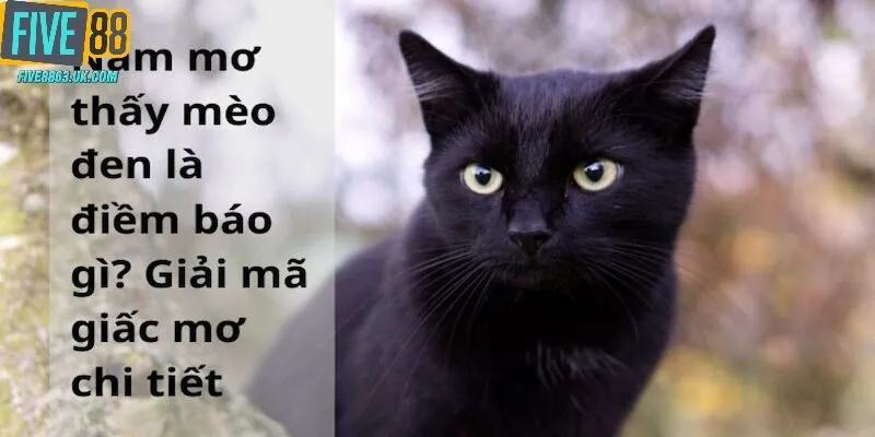 Nằm mơ thấy mèo đem những con số đổi vận siêu tốc