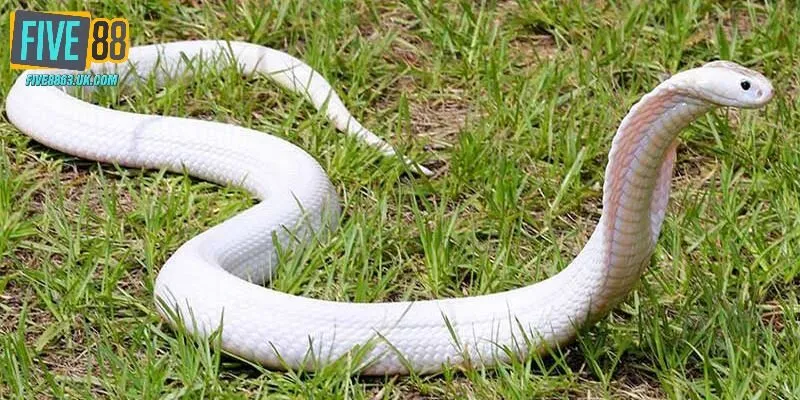 Nằm mơ thấy rắn đánh số gì trong từng tình huống?