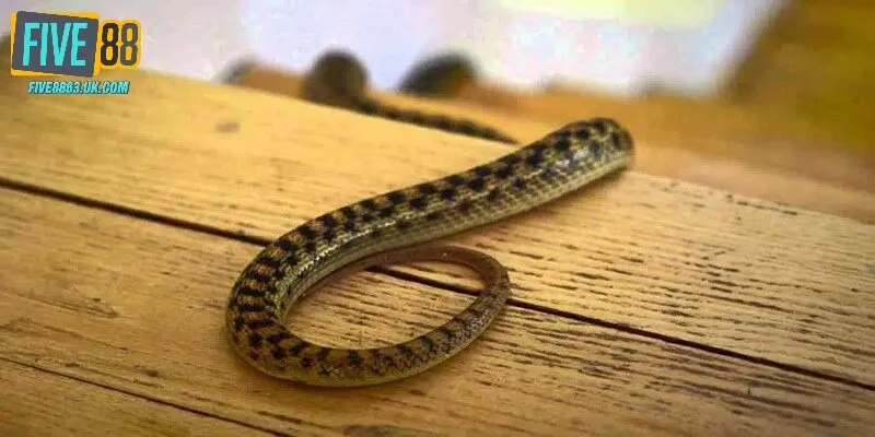 Mộng mị gặp xà bò vào nhà cho thấy điều gì?