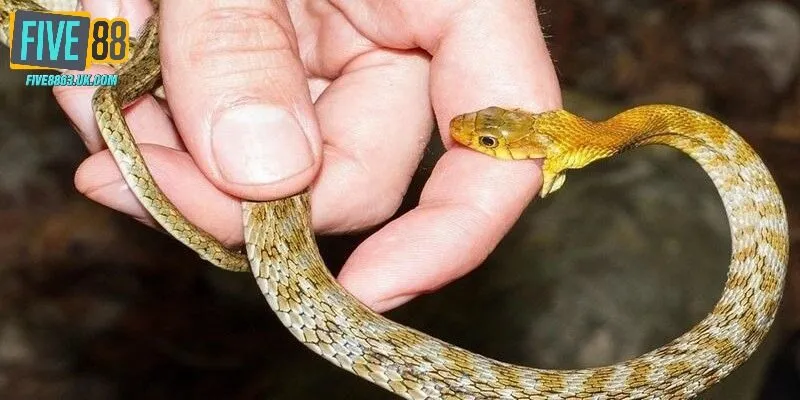 Nằm mộng thấy bị rắn cắn mang đến điềm báo lành hay dữ?