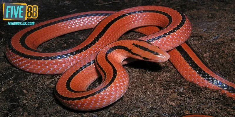 Gặp xà đỏ trong cơn mơ là điềm báo cực tốt