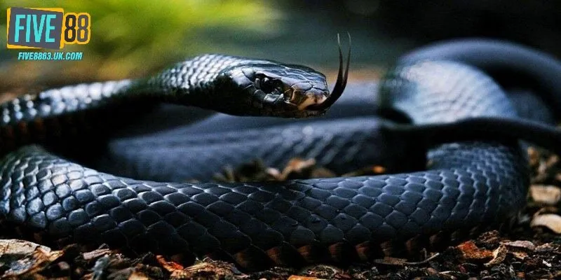 Nằm Mơ Thấy Rắn Đánh Số Gì